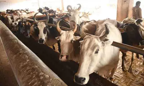 Chandigarh: गौशाला में 17.5 लाख रुपये की लागत से उपकरण लगाने का काम शुरू