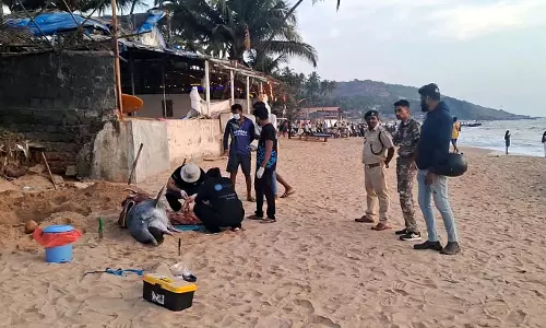 GOA: अंजुना समुद्र तट पर डॉल्फिन मृत पाई गई GOA: अंजुना समुद्र तट पर डॉल्फिन मृत पाई गई