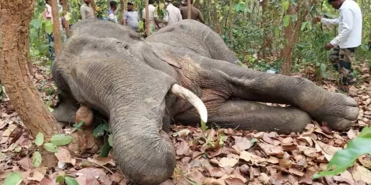 Odisha: एक दिन में दो हाथी मृत पाए गए