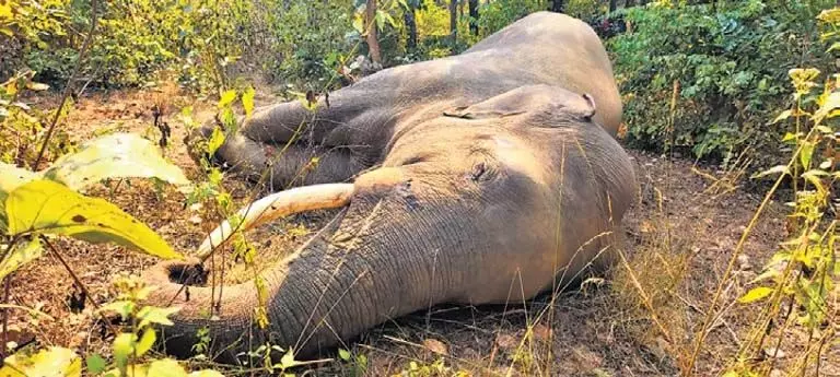 Sundargarh में दो जंबो के बीच हिंसक झड़प में एक की मौत