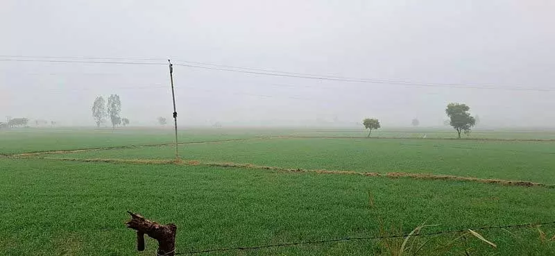 Haryana : हिसार जिले में फसल बीमा घोटाला, जांच के आदेश Haryana : हिसार जिले में फसल बीमा घोटाला, जांच के आदेश