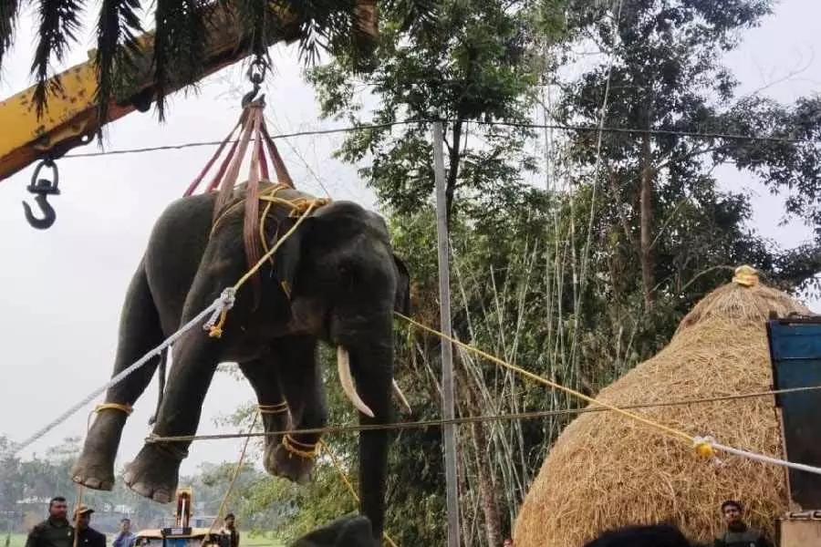 Cooch Behar के गांवों में घूम रहा जंगली हाथी, भगाकर जलदापाड़ा ले जाया गया