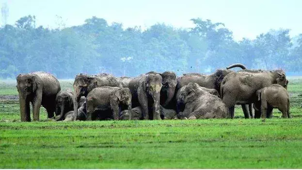 जंगली हाथी का हमला फिर हुआ, किसान के कूल्हे और गर्दन में चोट