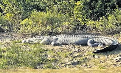 Odisha: एनएचआरसी ने मगरमच्छ के हमले में हुई मौतों पर पीसीसीएफ और जिला कलेक्टरों से एटीआर मांगी