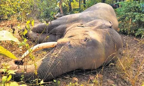 Sundargarh में दो जंबो के बीच हिंसक झड़प में एक की मौत
