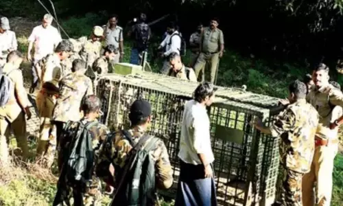 आदमखोर बाघ जो गन्ने की फसल को भी नहीं छोड़ता: RRT सदस्य पर हमला आदमखोर बाघ जो गन्ने की फसल को भी नहीं छोड़ता: RRT सदस्य पर हमला