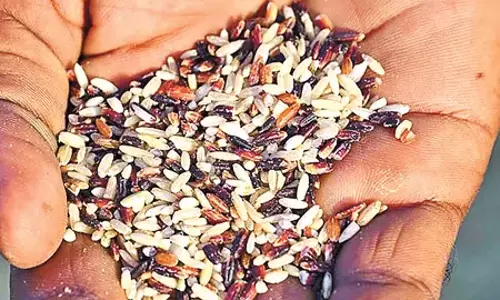 Andhra: सुभानी 1.20 एकड़ क्षेत्र में चावल की 60 किस्मों की खेती कर रहे Andhra: सुभानी 1.20 एकड़ क्षेत्र में चावल की 60 किस्मों की खेती कर रहे