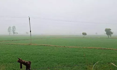Haryana : हिसार जिले में फसल बीमा घोटाला, जांच के आदेश Haryana : हिसार जिले में फसल बीमा घोटाला, जांच के आदेश