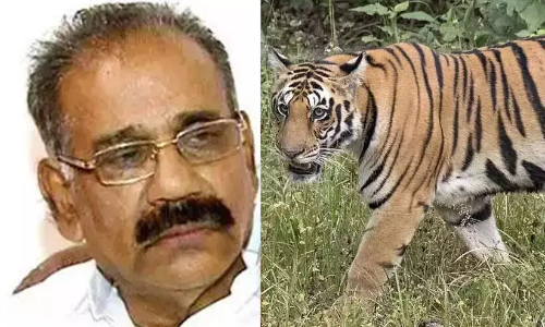 हमला करने वाले बाघ को आदमखोर बाघ घोषित कर गोली मार दी जाएगी: ए.के. ससीन्द्रन हमला करने वाले बाघ को आदमखोर बाघ घोषित कर गोली मार दी जाएगी: ए.के. ससीन्द्रन