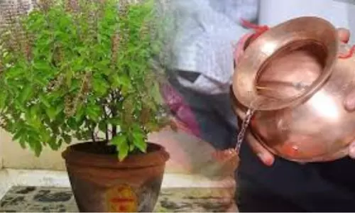 Magha के महीने में तुलसी में न डालें ये चीजें, हो सकता है नुकसान Magha के महीने में तुलसी में न डालें ये चीजें, हो सकता है नुकसान