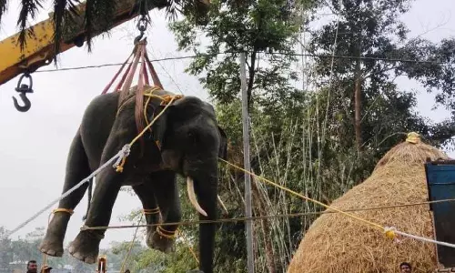 Cooch Behar के गांवों में घूम रहा जंगली हाथी, भगाकर जलदापाड़ा ले जाया गया