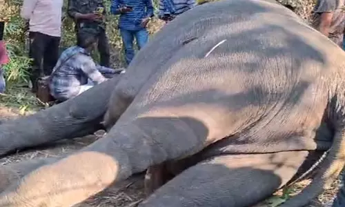 Sambalpur में बिजली का करंट लगने से एक और हाथी की मौत Sambalpur में बिजली का करंट लगने से एक और हाथी की मौत