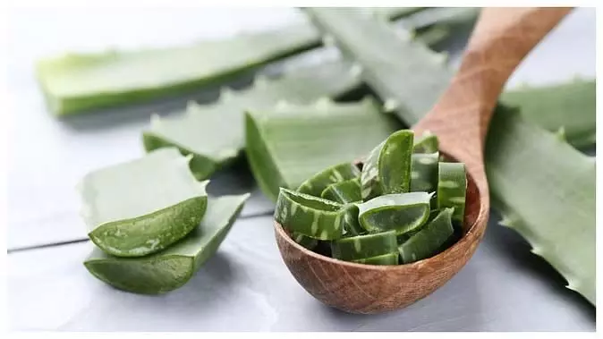 Aloe Vera Skin Care: रात में चेहरे पर एलोवेरा जेल लगाने से क्या होता है