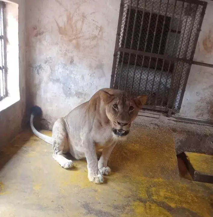 Odisha: नंदनकानन जूलॉजिकल पार्क की प्रिय शेरनी रेवा का निधन Odisha: नंदनकानन जूलॉजिकल पार्क की प्रिय शेरनी रेवा का निधन