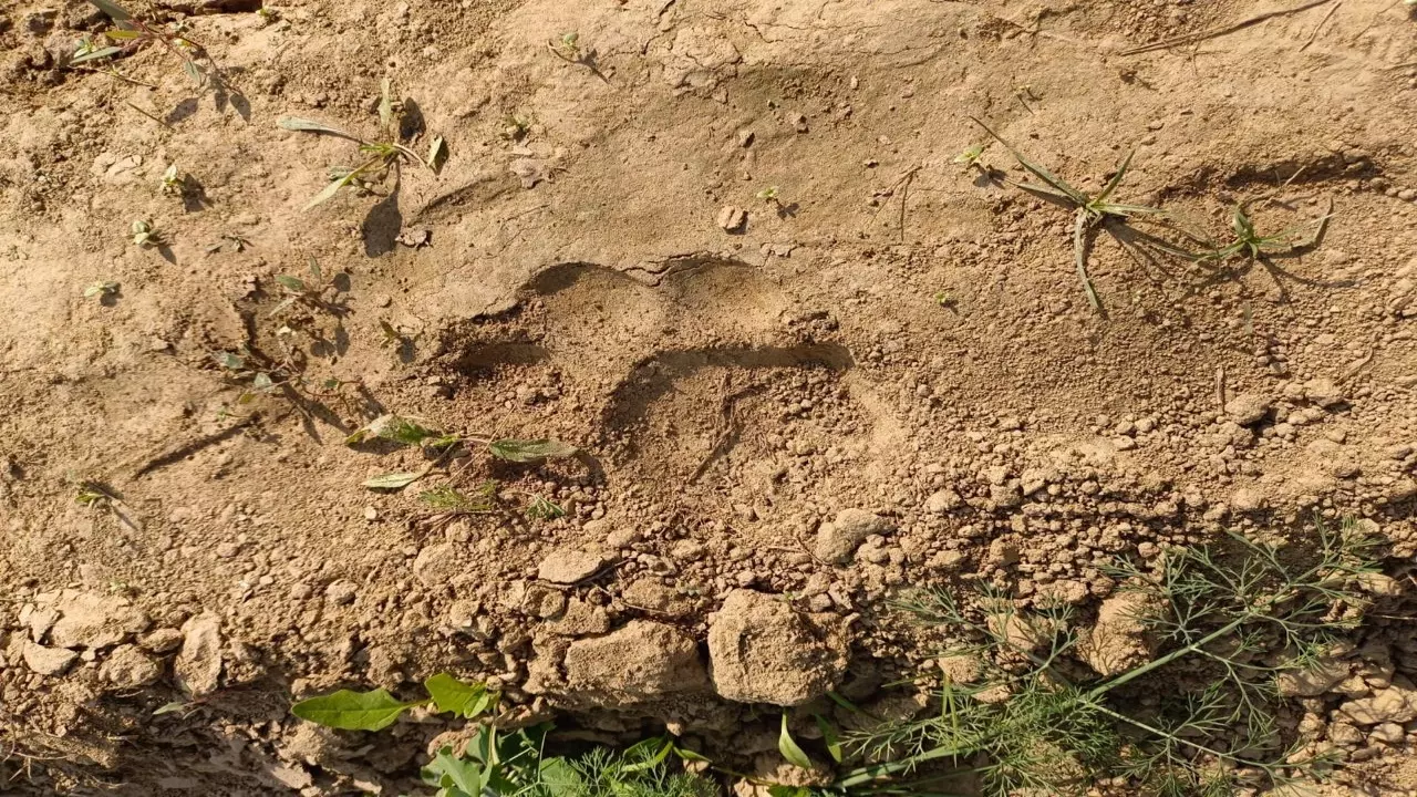Lakhimpur Kheri: बाघ का पग चिन्ह मिलने से गांव वाले हैरान Lakhimpur Kheri: बाघ का पग चिन्ह मिलने से गांव वाले हैरान