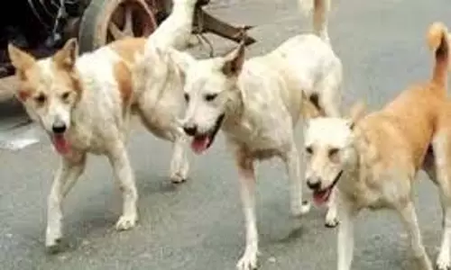 Gwalior:दर्दनाक घटना, 7 साल के मासूम बच्चे पर कुत्तों ने किया बेरहमी से हमला