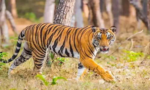 बाघ जो गन्ने की फसल को भी नहीं छोड़ता: शैक्षणिक संस्थानों के लिए अवकाश
