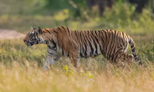 वायनाड में फिर बाघ: स्थानीय लोगों ने बाघ देखे जाने की सूचना दी वायनाड में फिर बाघ: स्थानीय लोगों ने बाघ देखे जाने की सूचना दी