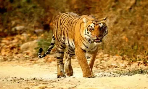 Kerala : महिला की मौत के लिए जिम्मेदार वायनाड बाघ को नरभक्षी घोषित