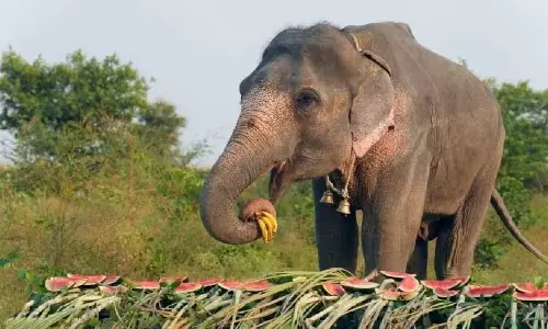 Assam के सोनितपुर जिले में जंगली हाथी लादेन की बिजली का झटका लगने से मौत