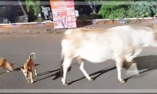 Mapusa में आवारा पशुओं-कुत्तों के कारण रात में अराजकता, अधिकारियों से कार्रवाई करने का आग्रह Mapusa में आवारा पशुओं-कुत्तों के कारण रात में अराजकता, अधिकारियों से कार्रवाई करने का आग्रह