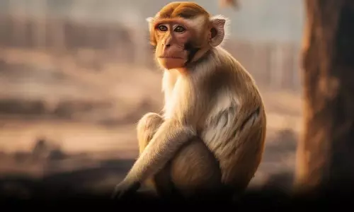 परीक्षा की तैयारी कर रही छात्रा पर बंदरों का हमला: 1 की  मौत