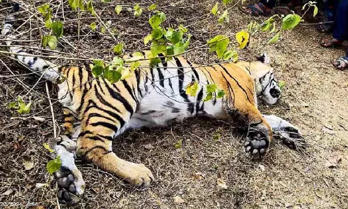 Wayanad जिले में ‘आदमखोर’ बाघ मृत पाया गया