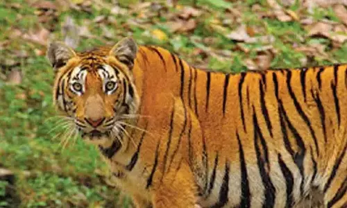 Pancharakoli: आदिवासी महिला को मारने वाले आदमखोर बाघ का पोस्टमार्टम पूरा