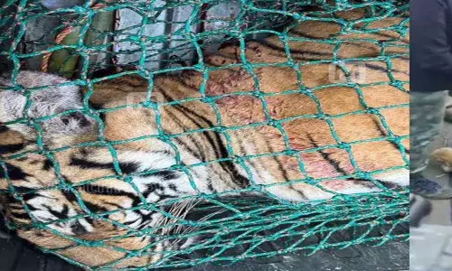 Kerala : वायनाड के आदमखोर बाघ को गोली नहीं मारी गई थी Kerala : वायनाड के आदमखोर बाघ को गोली नहीं मारी गई थी