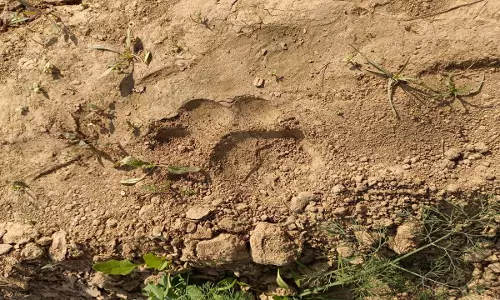 Lakhimpur Kheri: बाघ का  पग चिन्ह मिलने से गांव वाले हैरान