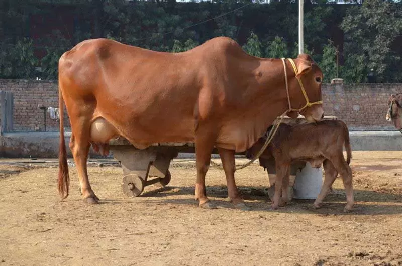 Haryana : गौ तस्करी के संदेह में भीड़ के हमले में युवक की मौत Haryana : गौ तस्करी के संदेह में भीड़ के हमले में युवक की मौत