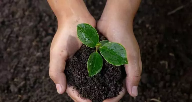 Assam: हेमोलोटा हांडिक ट्रस्ट ने गोलाघाट में ‘मेरे स्कूल के पेड़ अभियान की शुरुआत की