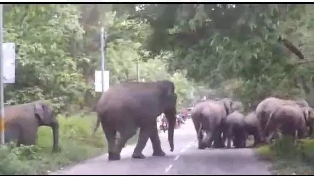 Assam: उदलगुरी में हाथी के हमले में मां-बेटी की मौत