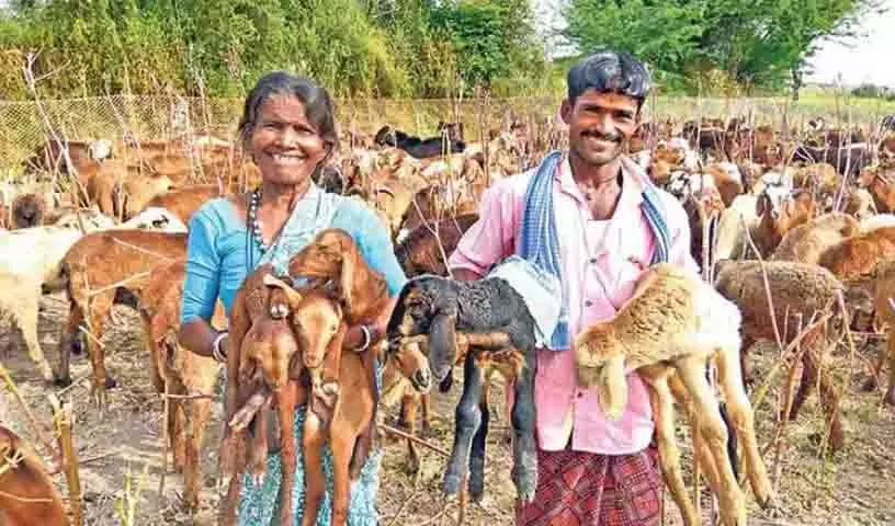 Telangana: भेड़ विक्रेताओं के लंबित बिलों को लेकर नलगोंडा कलेक्टर को नोटिस जारी किया