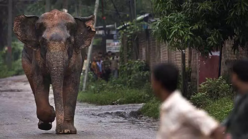 Assam के उदलगुरी में हाथी के हमले में मां-बेटी की मौत