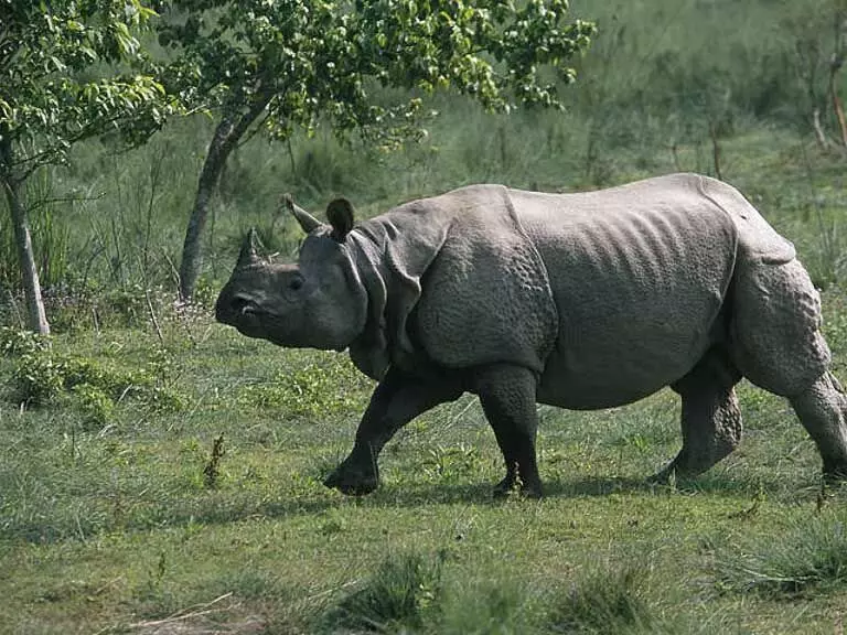 Assam : काजीरंगा राष्ट्रीय उद्यान के पास गैंडे ने 56 वर्षीय व्यक्ति पर जानलेवा हमला किया