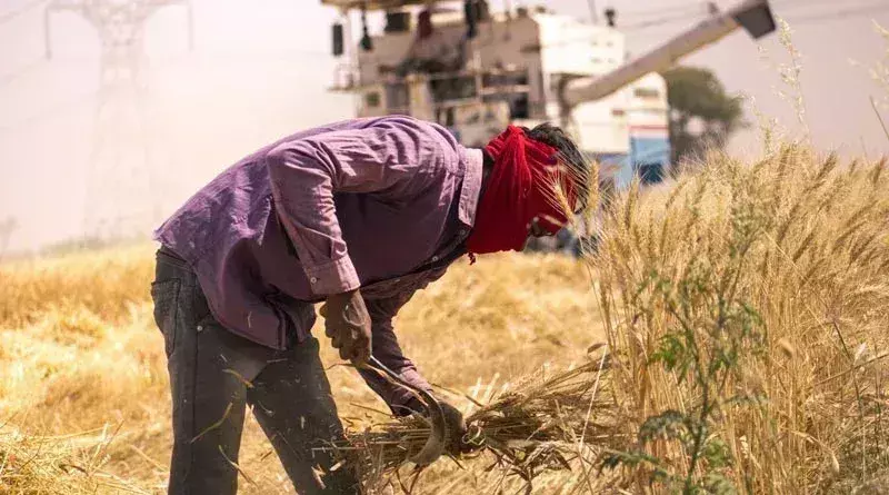 Jalore: रबी फसल कटाई प्रयोग प्रशिक्षण 29 जनवरी से