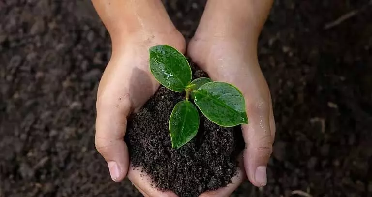 Assam : हेमोलोटा हांडिक ट्रस्ट ने गोलाघाट में ‘मेरे स्कूल के पेड़’ अभियान की शुरुआत