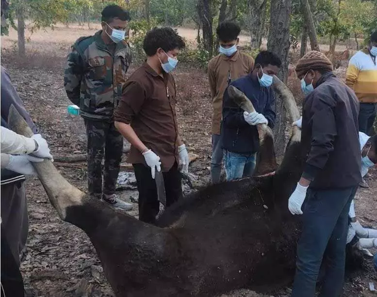 बायसन की मौत से खलबली, जिम्मेदारी कौन लेगा?