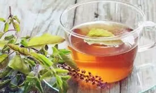 Tulsi tea: किन लोगों को नहीं पीनी चाहिए तुलसी के पत्ते की चाय