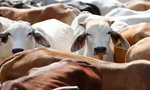 Haryana: गौ तस्करी के संदेह में भीड़ के हमले में युवक की मौत