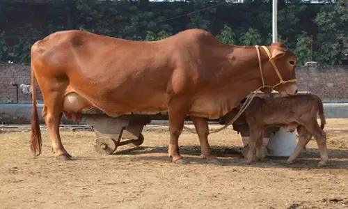 Haryana: गौ तस्करी के संदेह में भीड़ के हमले में युवक की मौत