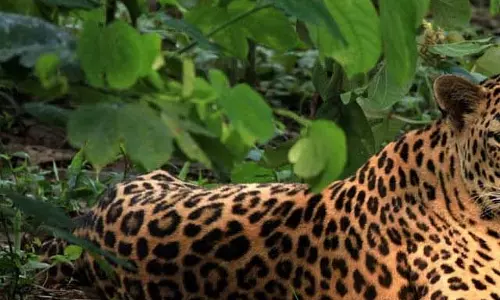 Assam : तिनसुकिया में तेंदुए ने महिला पर हमला किया Assam : तिनसुकिया में तेंदुए ने महिला पर हमला किया