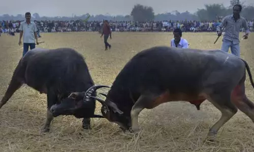 Assam पुलिस ने राहा में अवैध भैंसों की लड़ाई रोकने के लिए हस्तक्षेप