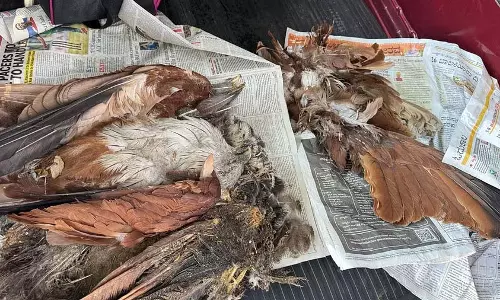 Bengaluru-Mysuru राजमार्ग मृत पशुओं को खाने वाले पक्षियों के लिए मौत का जाल बन गया