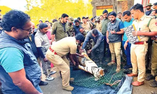 Kerala : वायनाड में बाघों की खोज गुरुवार तक जारी रहेगी  मंत्री ससीन्द्रन