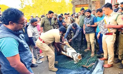 Minister Saseendran: वायनाड में बाघों की तलाश गुरुवार तक जारी रहेगी