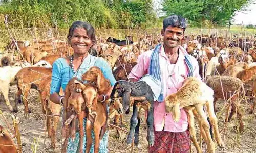 Telangana: भेड़ विक्रेताओं के लंबित बिलों को लेकर नलगोंडा कलेक्टर को नोटिस जारी किया