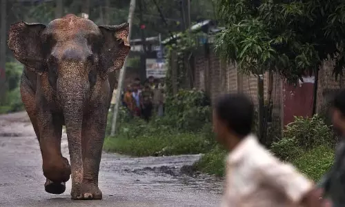 Assam के उदलगुरी में हाथी के हमले में मां-बेटी की मौत
