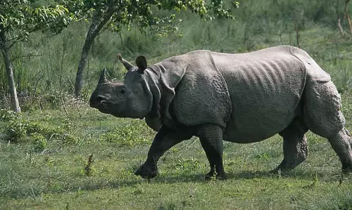 Assam : काजीरंगा राष्ट्रीय उद्यान के पास गैंडे ने 56 वर्षीय व्यक्ति पर जानलेवा हमला किया